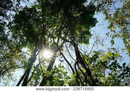 Looking Up At Big Tree, Green Leaves, Blue Sky And Sunshine On Beautiful Natural Background. Green B