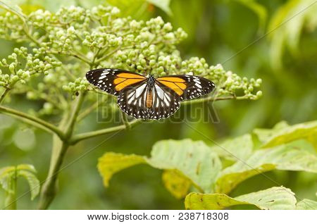 Black Veined Tiger  (danaus Melanippus Hegesippus) Butterfly With Wings Open Is Feeding On Buas-buas