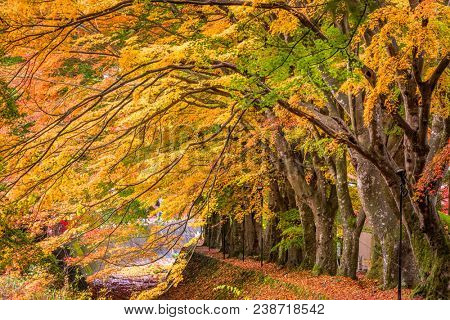 Maple Corridor near Kawaguchi Lake, Japan during autumn.