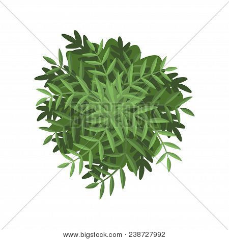 Green Bush, Landscape Design Element, Top View Vector Illustration Isolated On A White Background.