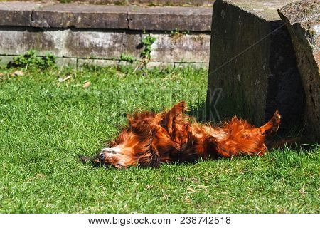 Happy Dachshund Lying On His Back On Fresh Green Grass With His Ears Out And Paws Up