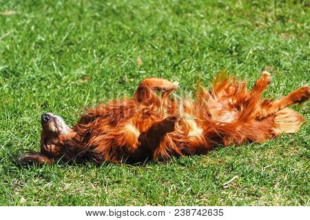 Happy Dachshund Lying On His Back On Fresh Green Grass With His Ears Out And Paws Up