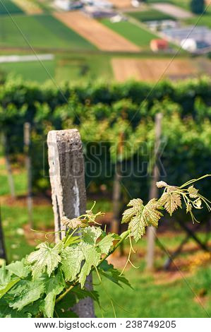 Beautiful Swiss Grapeyard In Alps, Canton Of Ticino