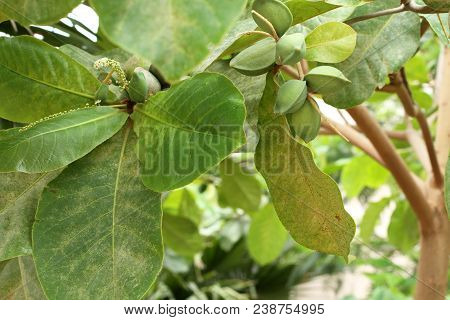 Green Color Unripe Indian Almond Fruits On The Tree (tropical Almond, Combretaceae). Leaves For Aqua