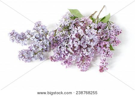 Styled Stock Photo. Spring Feminine Scene, Floral Composition. Bunch Of Beautiful Blossoming Purple 