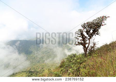 Azalea (rhododendron Ericaceae) On A Mountain With Fog At Kew Mae Pan, Chiang Mai, Thailand