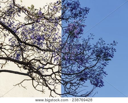 Branches Of A Tree With Lilac Flowers On A Two-color Background
