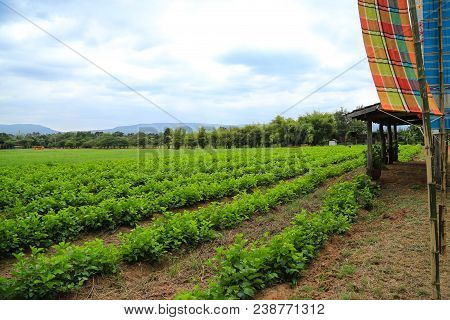 Vegetable Plot