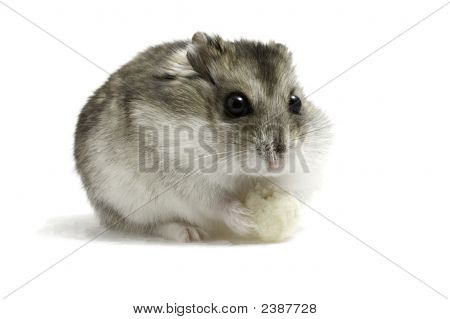 Criceto con pane