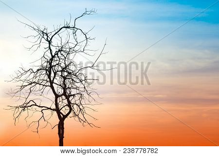 Dead Tree On Natural Background Blurring Or Warm Colors And Bright Sun Light. Dry Trees Die On Sky B