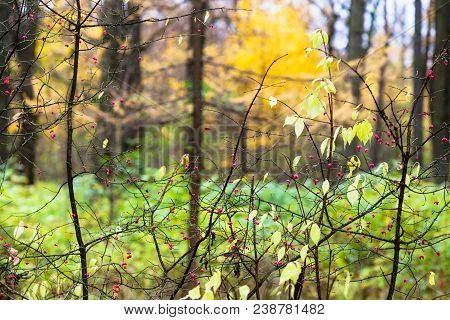 Poisonous Pink Ripe Fruits On Euonymus Bush In Urban Timiryazevskiy Park In Moscow City In Autumn