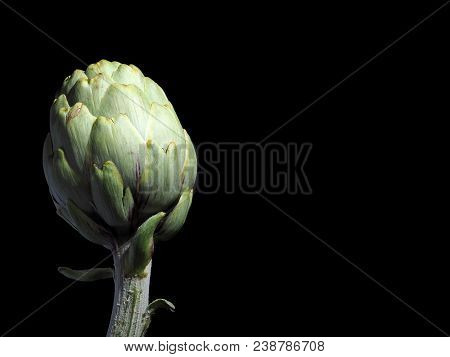 Alcachofa - Artichoke 

The Artichoke (cynara Scolymus) Is A Vegetable. The Edible Portion Is The Fl
