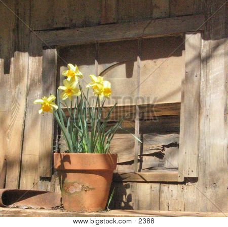 Daffodilsonledge