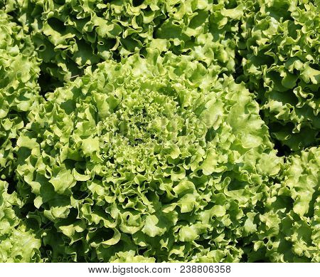 Background Of Green Organic Leves Of Fresh Lettuce At The Market