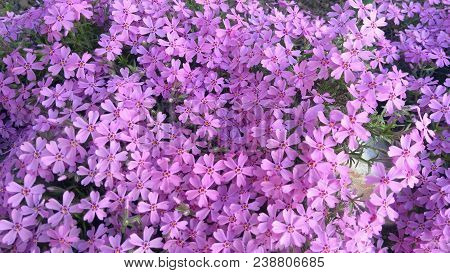 Image of spring flowers,beautiful floral background of purple.