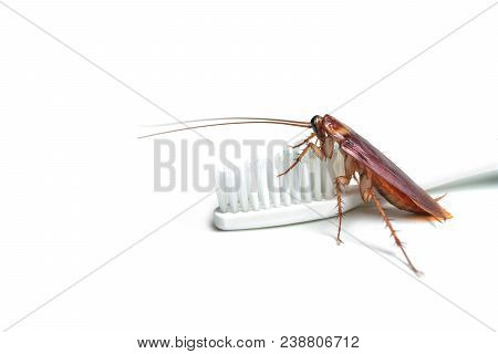 Cockroach On Brush Teeth With Isolated Background.