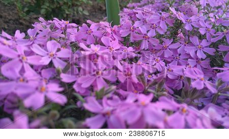 Image Of Spring Flowers,beautiful Floral Background Of Purple.