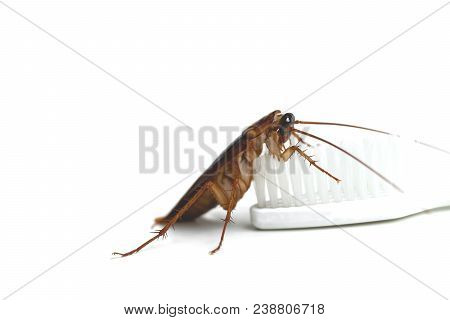 Cockroach On Brush Teeth With Isolated Background.