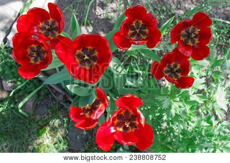 Top View Of Group Of Red Tulips In The Park. Spring Landscape