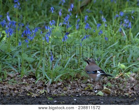 Bluebells And Jay In Brasenose Wood, Shotover Country Park, Oxford
