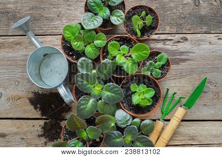 Several Flowerpot Of Home Plants. Planting Potted Flowers, Watering Can And Garden Tools.