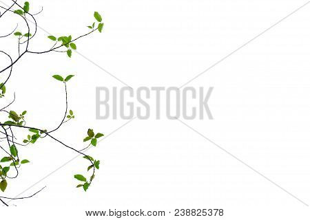 Tropical Tree Leaves With Branches At The Botanical Garden On White Isolated Background For Green Fo
