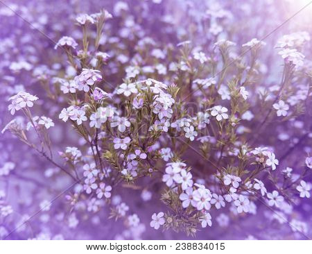 Pink Diosma Flowers On The Colorful Blurred Background. Floral Desktop.toned Image.