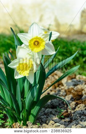 Early Spring Daffodil Flower, Attractive Decorative Plant 2018