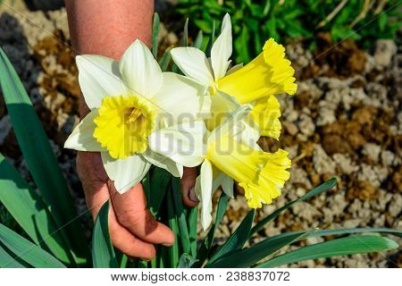 Early Spring Daffodil Flower, Attractive Decorative Plant 2018