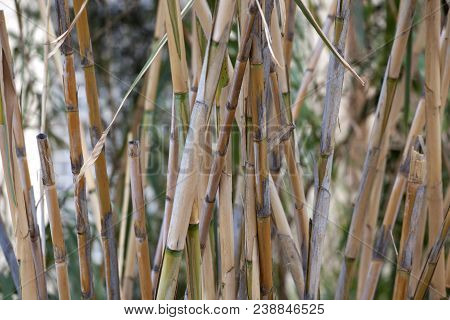 Stems Of Reeds. Background Of Reeds. Background Of Bamboo.