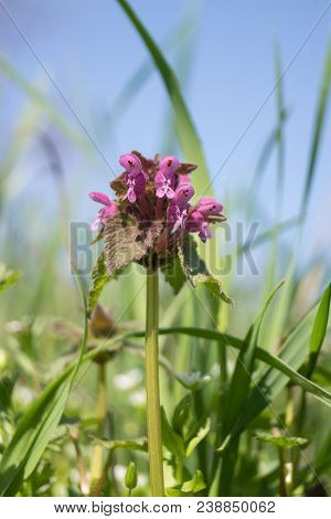 The Tiny Flower Of Medical Veronica (veronica Officinalis).