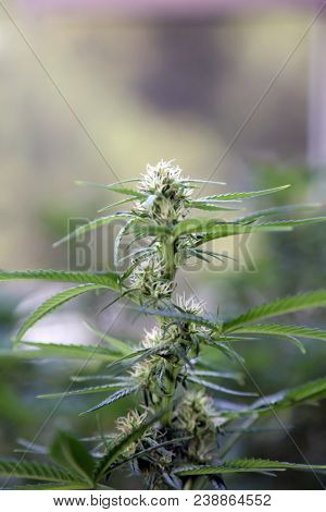 Marijuana plants. Marijuana farming. prop. 64.  Marijuana Flower Close Up. 