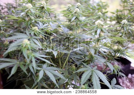 Marijuana plants. Marijuana farming. prop. 64.  Marijuana Flower Close Up. 