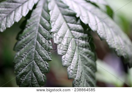 Marijuana plants. Marijuana farming. prop. 64.  Marijuana Flower Close Up. 