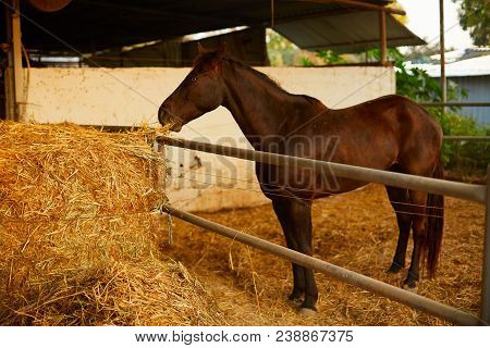 Brown Horse Eating Hay In Horse Stable.