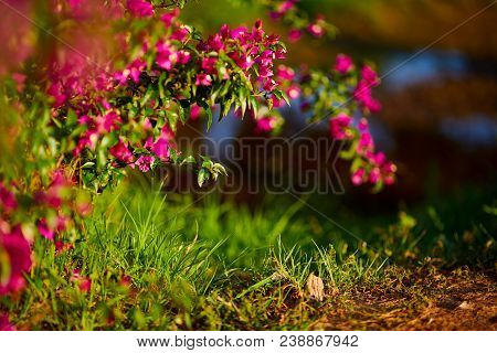 Soft Pink Antigonon Leptopus Flower And Known As Mexican Creeper Or Coral Vine Or Bee Bush On Bokeh 