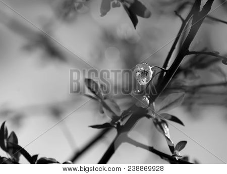 Prunus Cerasifera Or Myrobalan Plum Branch With Flowers Closeup. Black And White Photo.