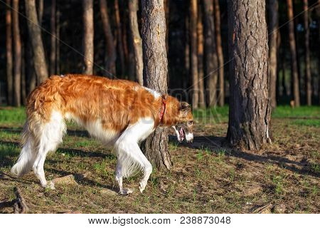 Russian Wolfhound Dog, Borzoi Walk, Sighthound, Russkaya Psovaya Borzaya, Psovi. Killer Of Wolves. O