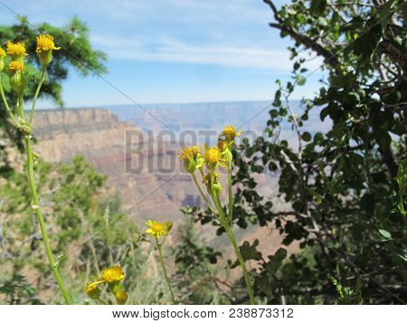 Yellow Blossoms Against A Blurred Grand Canyon Vista;