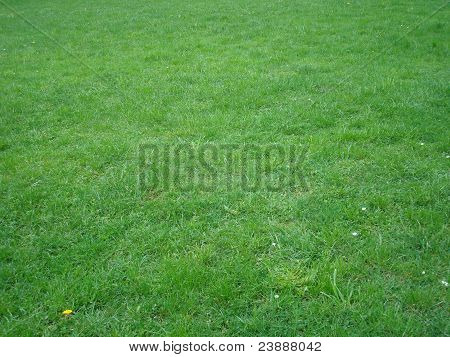 Hierba verde