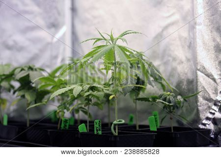 Medical and Recreational Marijuana Plants, Seedlings, Cuttings and Clones being grown indoors in a Marijuana Grow Tent under artificial lights and a climate controlled environment for quality 