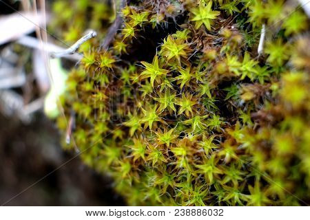 Closeup Of Light Green Moss On The Wet Stone