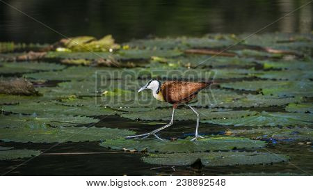 African Jacana In Kruger National Park, South Africa ; Specie Actophilornis Africanus Family Of Jaca