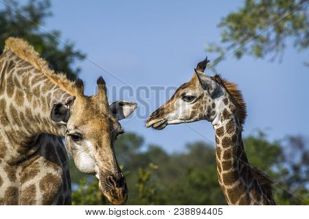 Giraffe In Kruger National Park, South Africa ; Specie Giraffa Camelopardalis Family Of Giraffidae