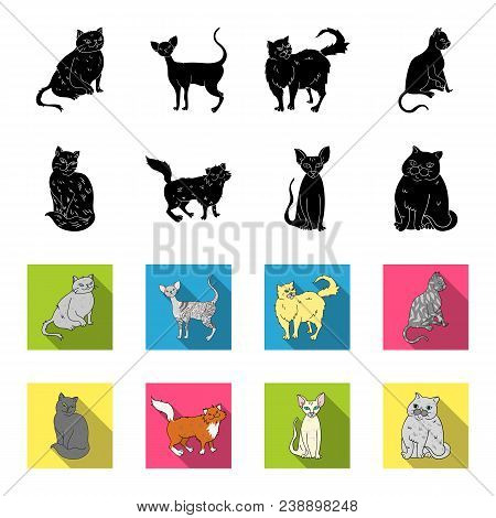 Sphinx, Nibelung, Norwegian Forest Cat And Other Species. Cat Breeds Set Collection Icons In Black, 