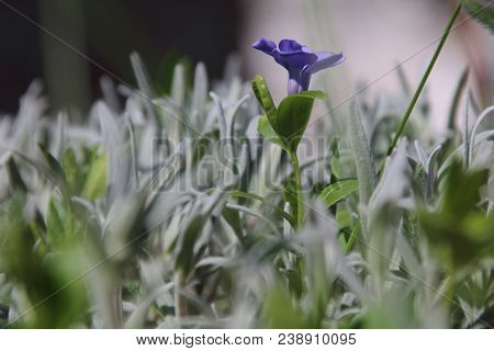 Vinca Minor Is A Beautiful Flower Iin Spring Forest