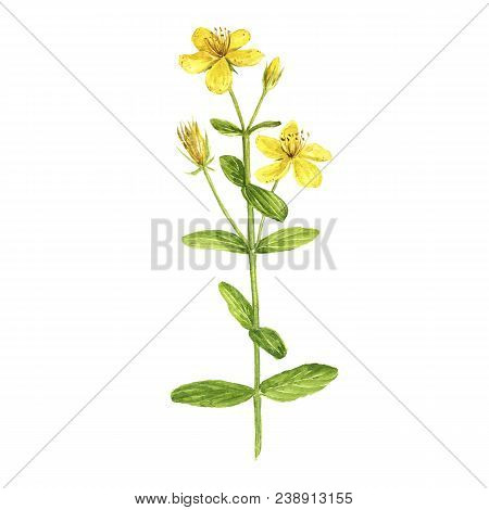 Flower Of Hypericum, Watercolor Drawing Medicinal Plant, Botanical Illustration In Vintage Style, Is