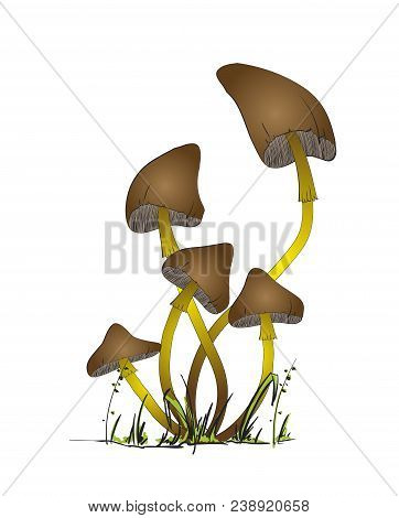 Illustration Of Mushroom On A White Background. Poisonous Mushrooms In The Forest.