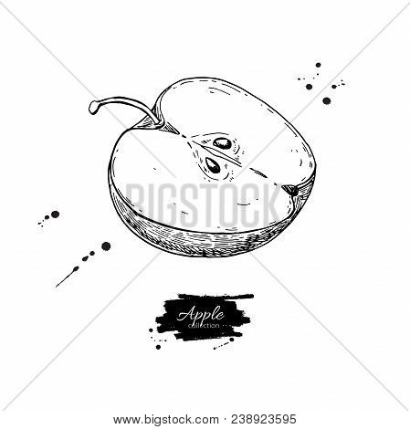 Apple Slice Vector Drawing. Hand Drawn Isolated Fruit. Summer Food Engraved Style Illustration. Deta