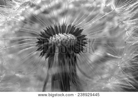 Close Up Dandelion Flower In Blue Bright Turquoise. Horizontal View.